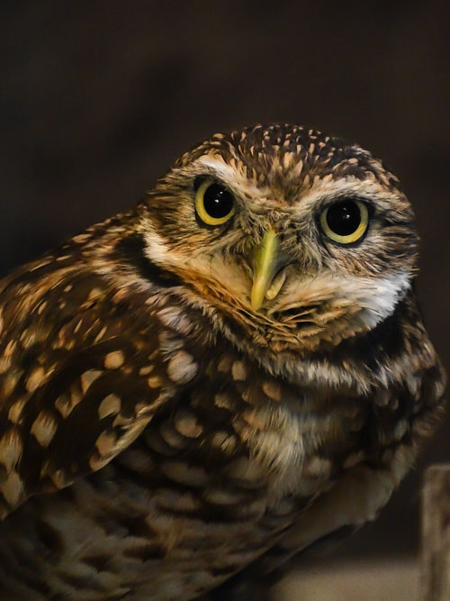 Burrowing Owl at the BC Wildlife Park