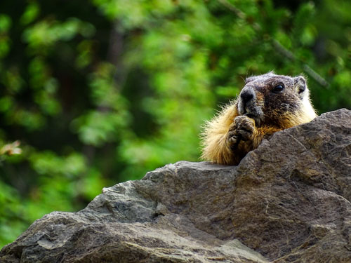 Yellow-bellied marmot... praying?