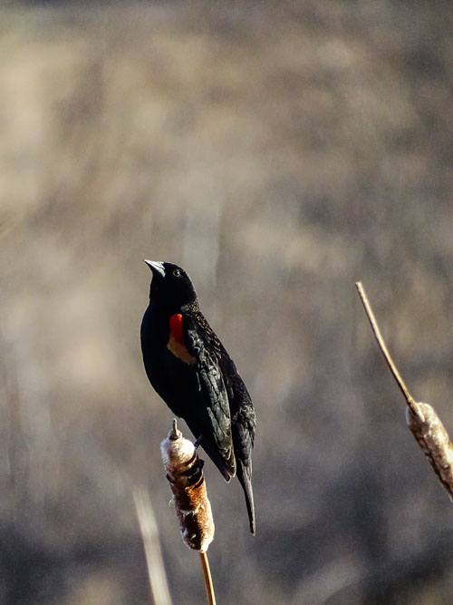 The red-winged blackbirds are back