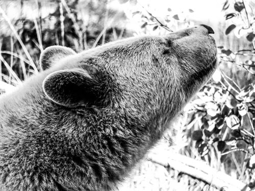 Clover, the spirit bear at the BC Wildlife Park