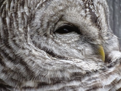 Rescued barred owl at the BC Wildlife Park