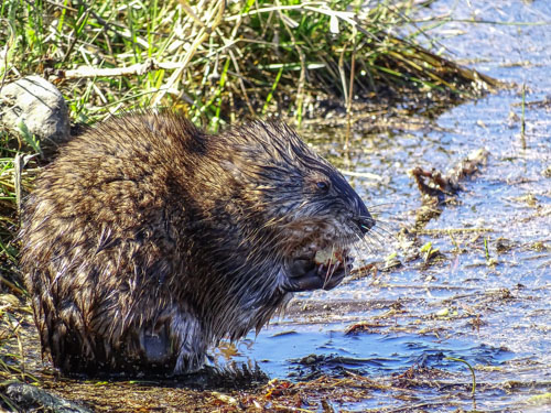 An apple a day keeps the doctor away (even for muskrats)