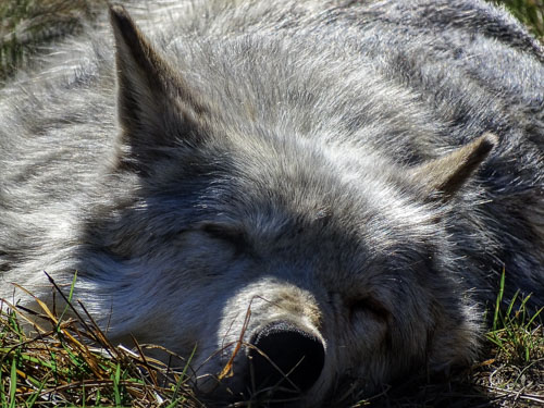 Wolf napping in the sun