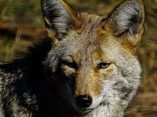 Portrait of a coyote