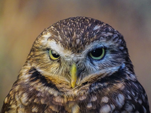 Burrowing owl portrait
