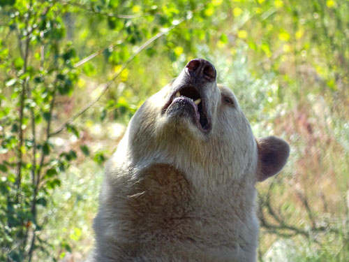 Clover, the spirit bear at the BC Wildlife Park
