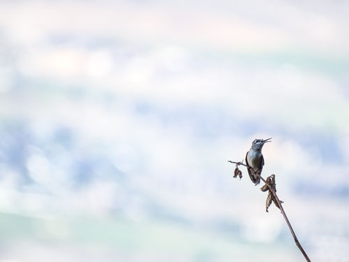 Female rufous hummingbird