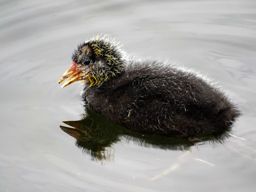 Cootling: a young american coot