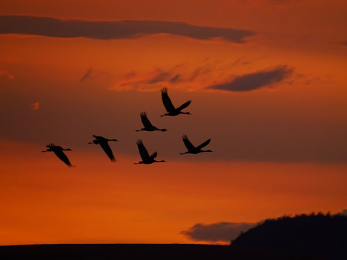Crane migration