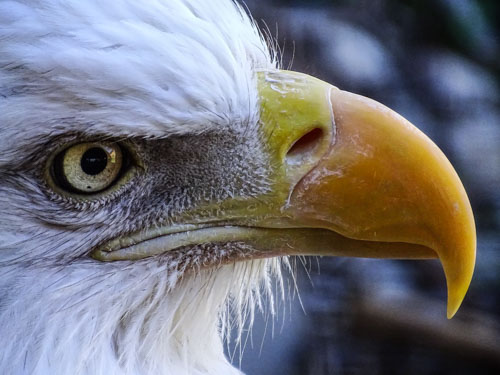 Bald eagle: a closeup