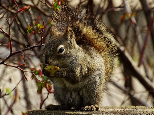 Squirrel eating a potato chip, McArthur Island