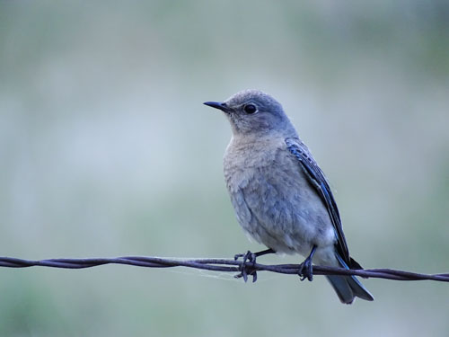 Female mountain bluebird