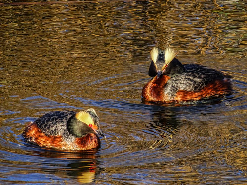 Horned grebes: a couple